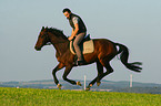 man rides warmblood