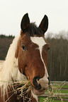 warmblood portrait