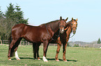 2 warmbloods