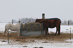 warmbloods and pony