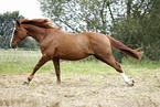 running horse