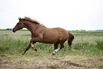 running horse