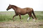 running horse