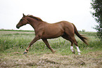 running horse