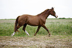 running horse