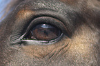 warmblood eye