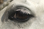 warmblood eye