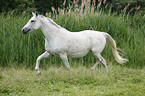 trotting warmblood