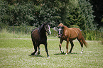 2 horses