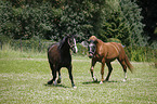 2 horses