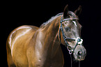 warmblood portrait