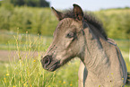 warmblood foal