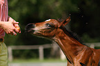 warmblood foal