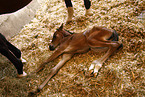 warmblood foal