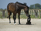 horse and dog