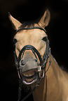 warmblood portrait