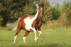 galloping Pinto