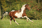 galloping Pinto