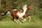 galloping Pinto