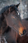 warmblood portrait