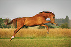 jumping warmblood