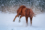 galloping warmblood