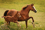 warmblood mare with foal