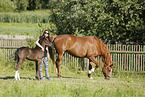 horses on field