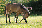 yearling and foal