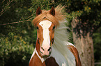 warmblood portrait