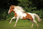 galloping warmblood