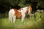 standing warmblood