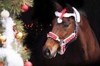 warmblood portrait at christmas