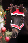 warmblood portrait at christmas