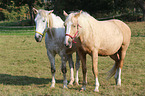 2 warmbloods