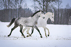 2 white horses