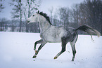 horse in the snow