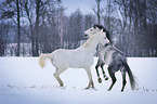 2 white horses