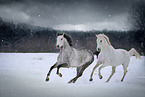 2 white horses