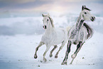 2 white horses