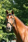 warmblood portrait