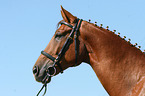 warmblood portrait