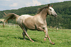 galloping warmblood