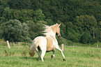 galloping warmblood