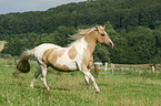 galloping warmblood