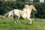 galloping warmblood