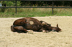 rolling warmblood