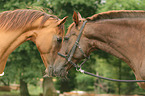 horses