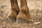 warmblood hoofs