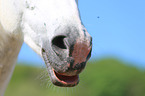 warmblood mouth